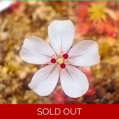 Drosera x badgingarra, 10+ gemmae